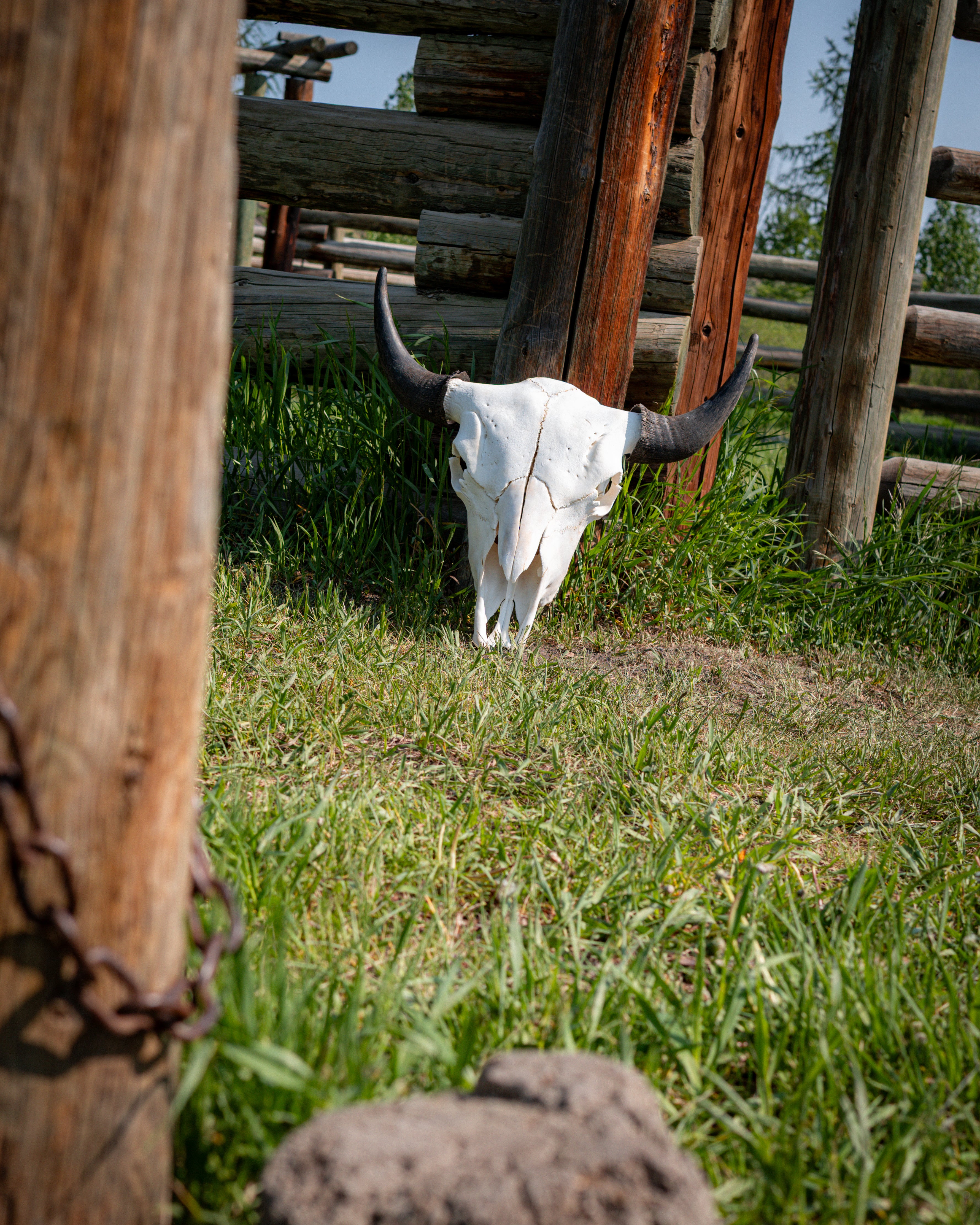 Broad Brow | Clean Horns