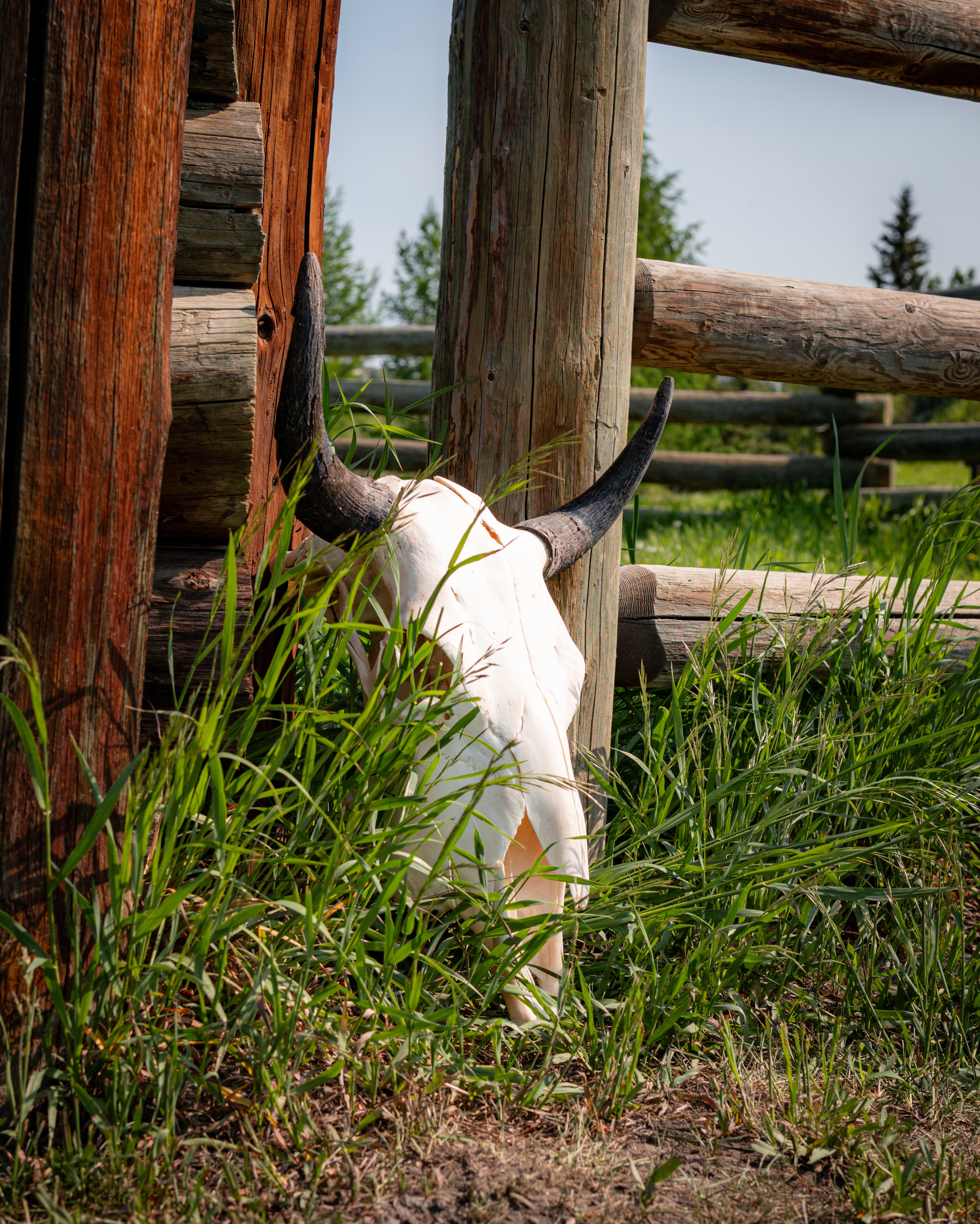 Tall Skull | Bullet Mark