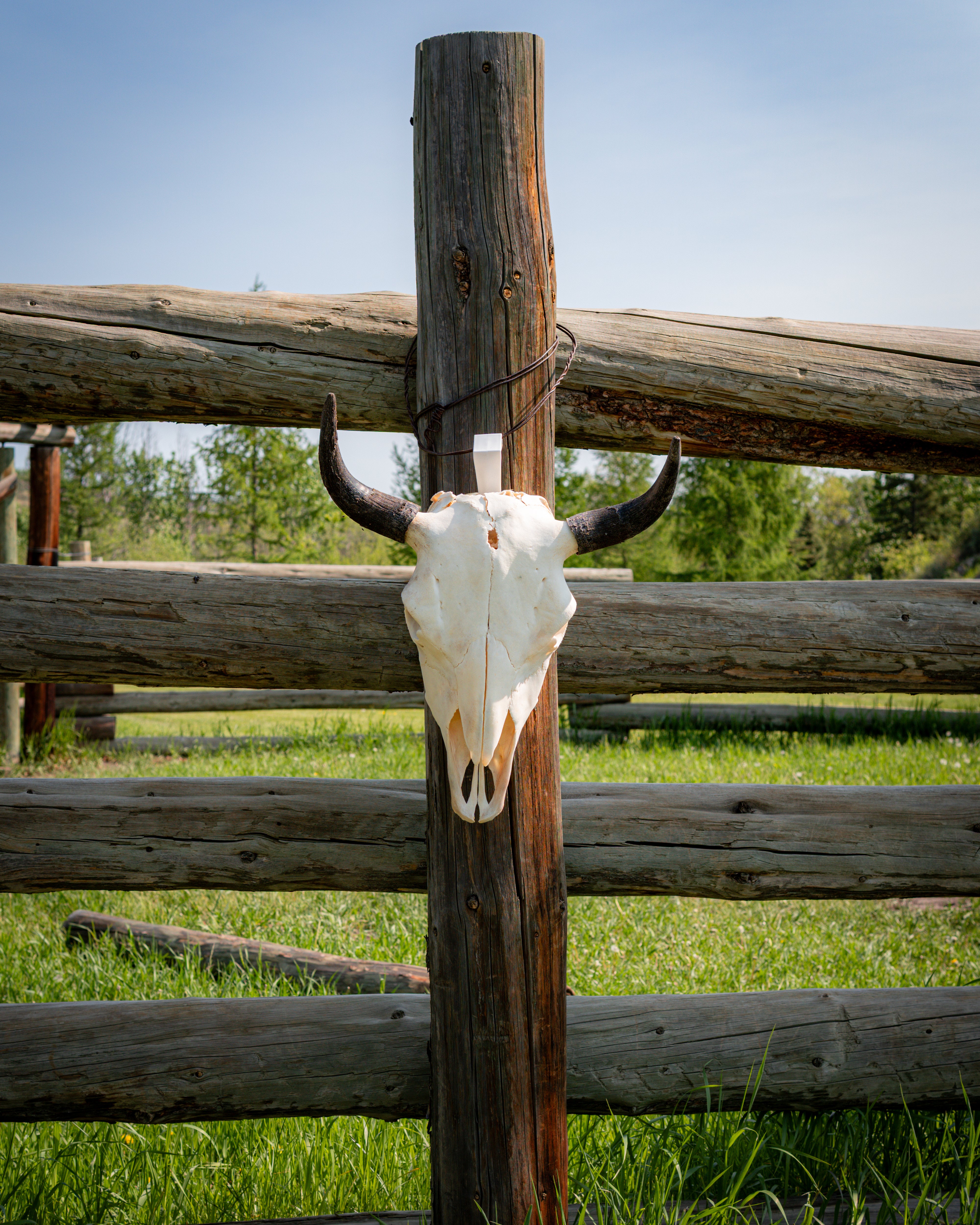 Tall Skull | Bullet Mark