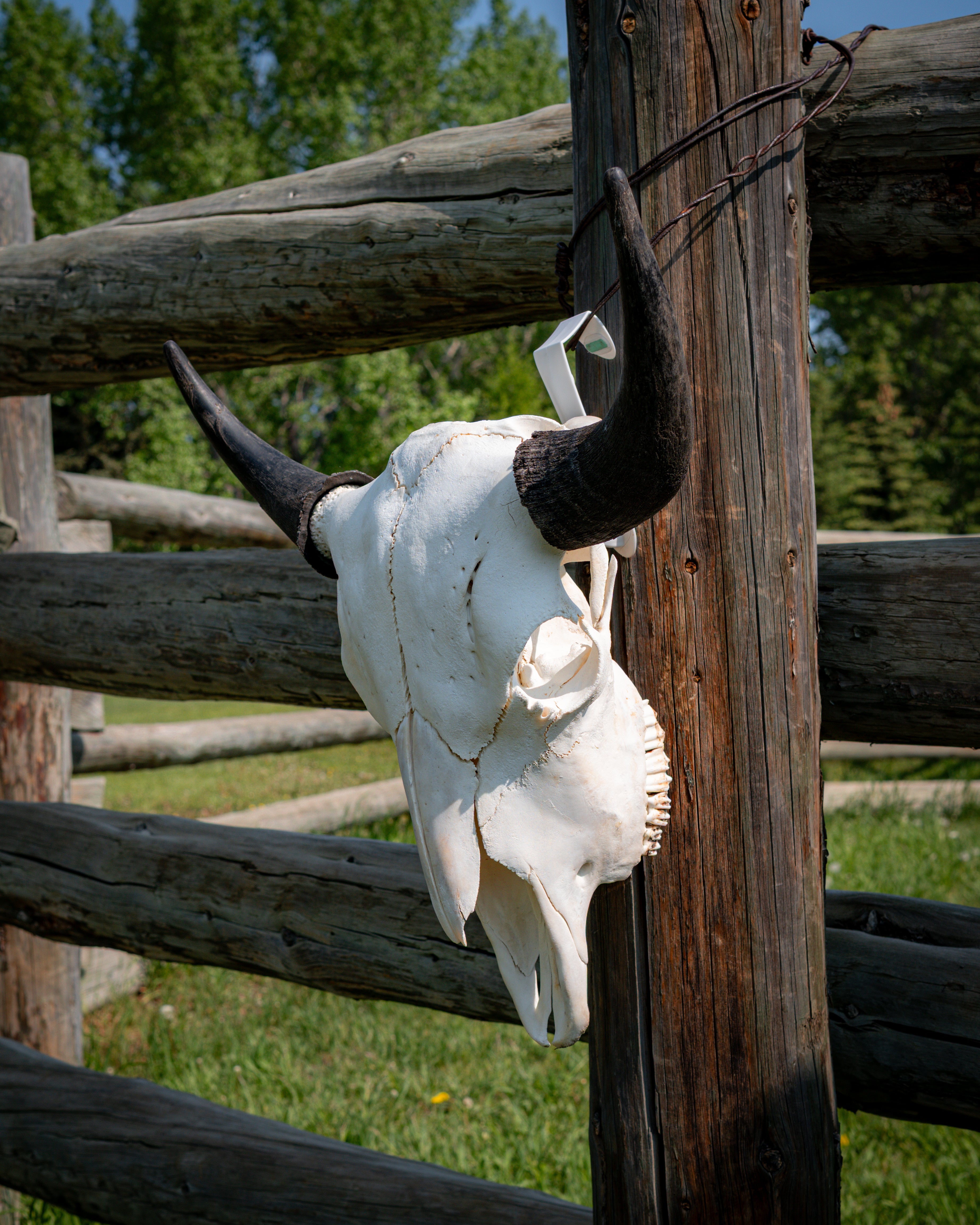 Broad Brow | Clean Horns