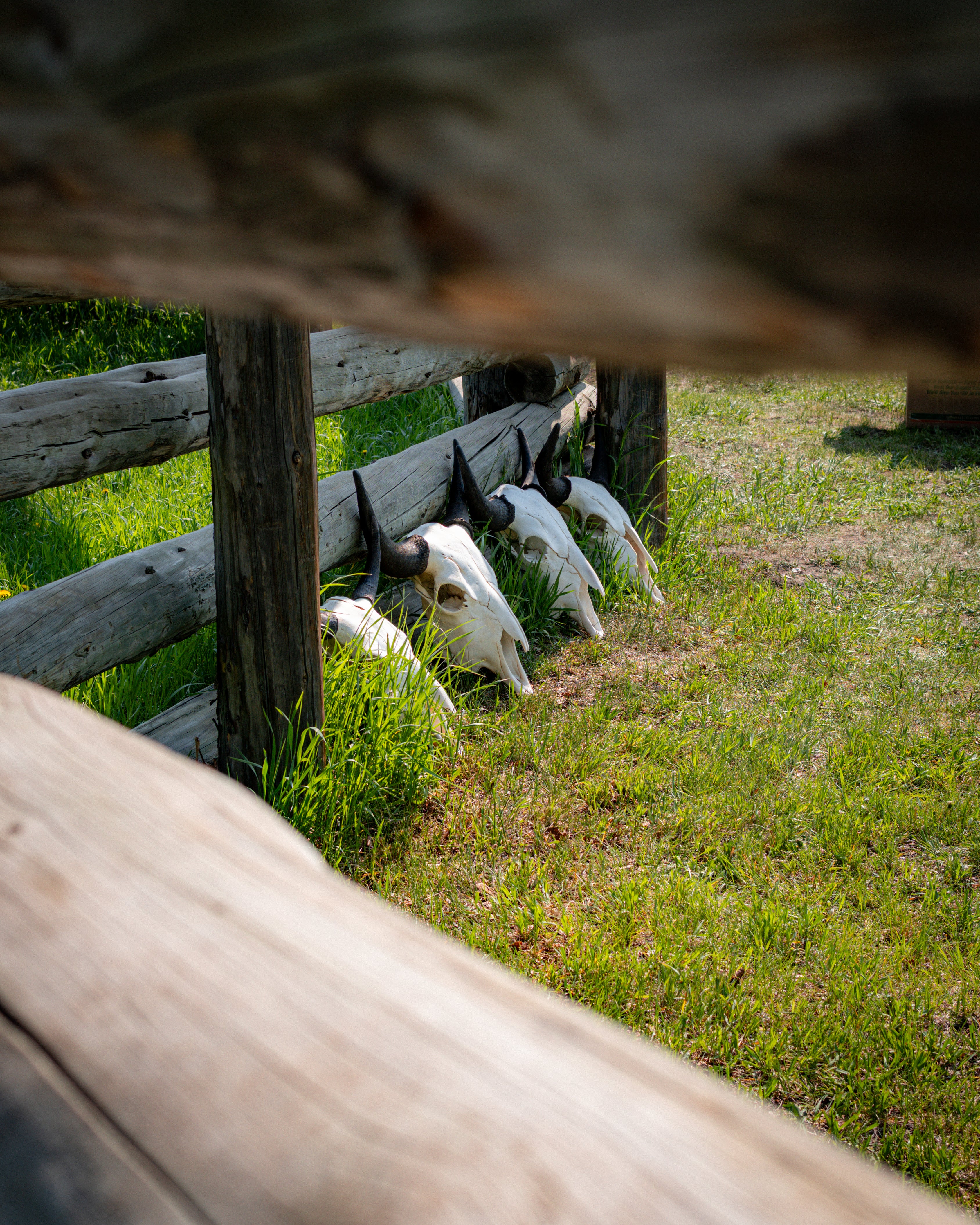 Bison Skulls