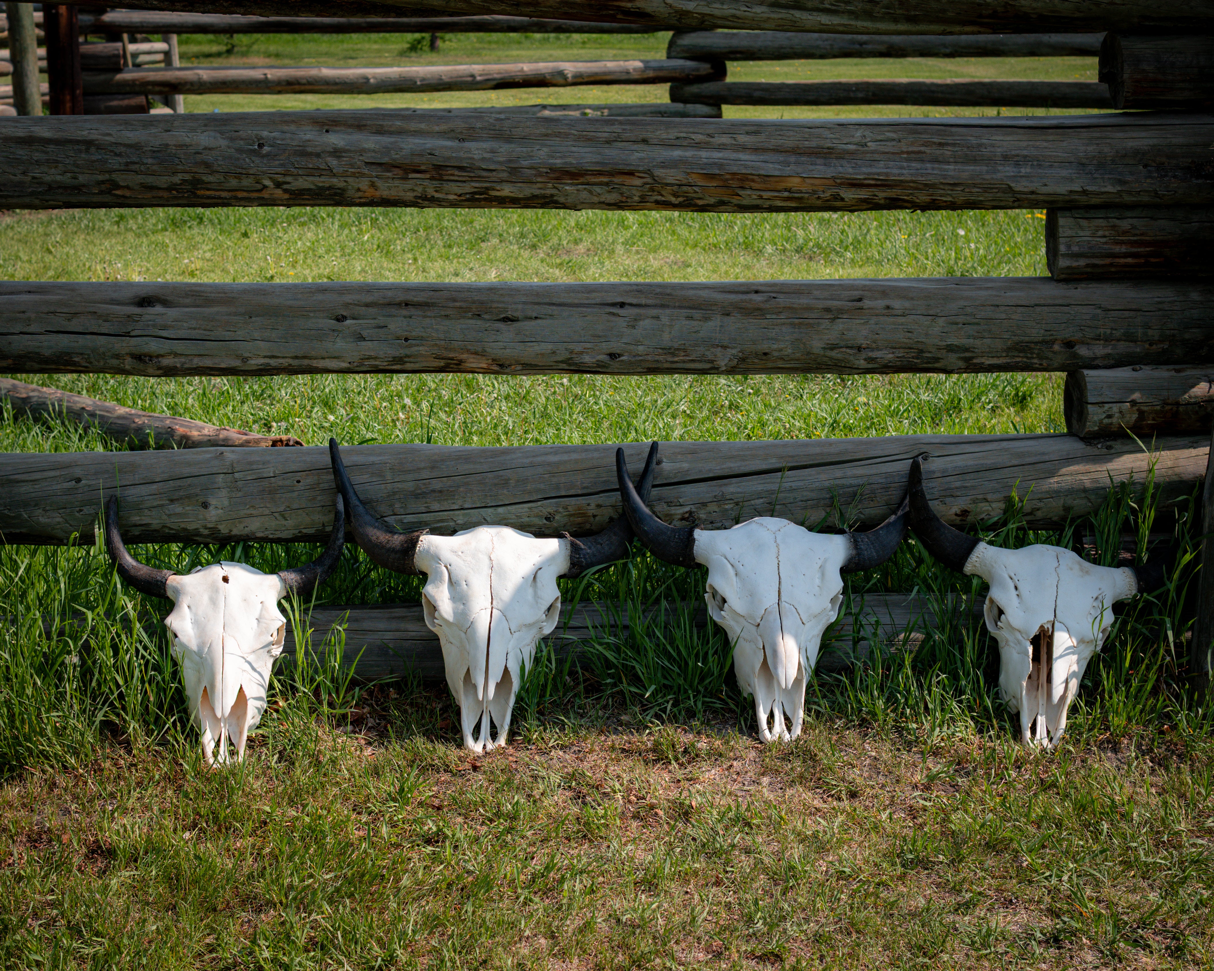 Bison Skulls
