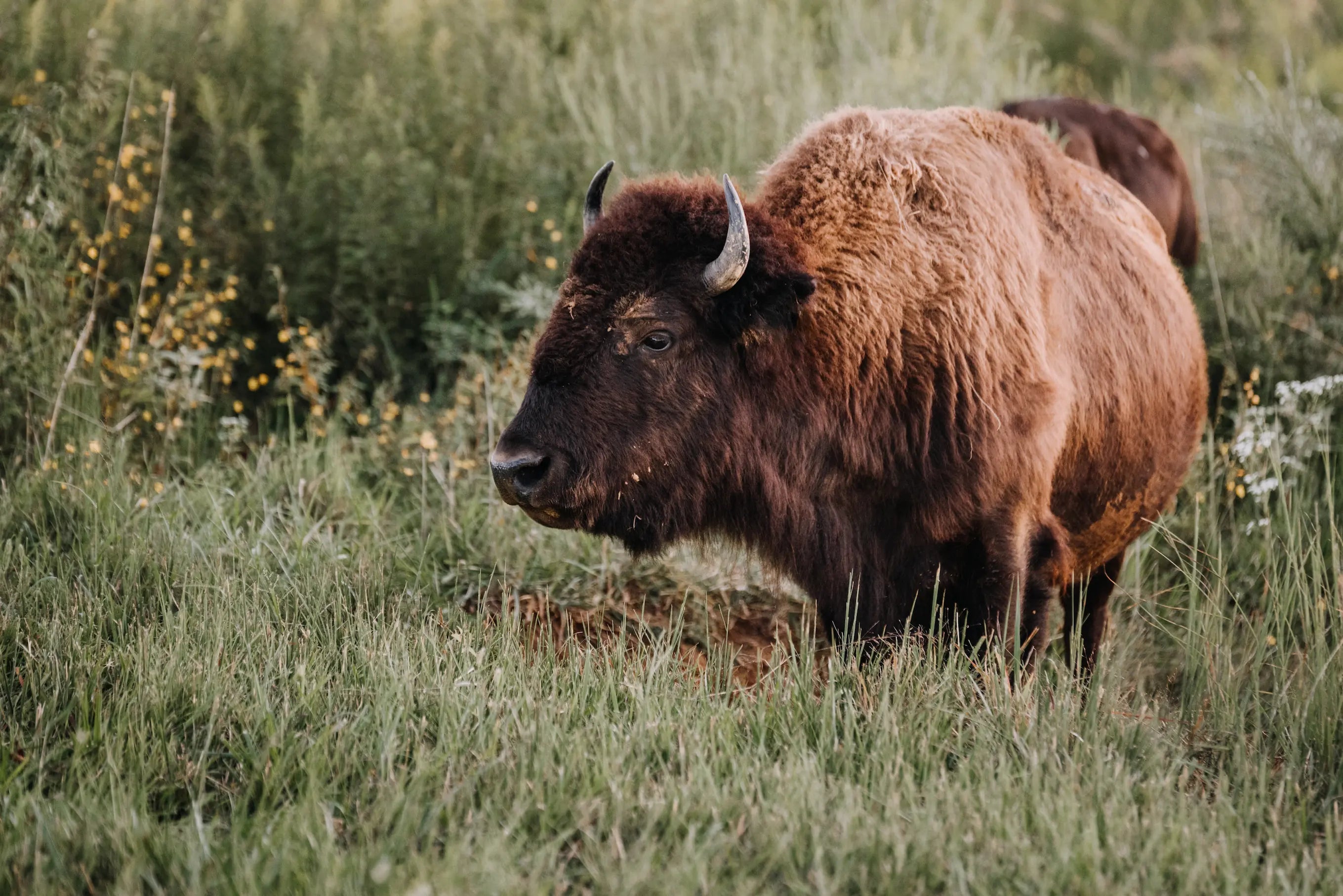 Custom Complete Bison